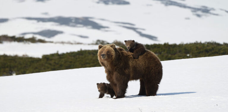 Cine online: Russian Film Festival suma “Los osos de Kamchatka”